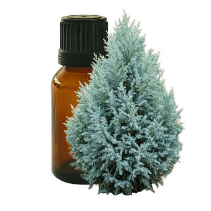 Blue Cypress 10ml - Profound Naturals