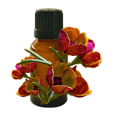 Boronia Absolute 10ml - Profound Naturals