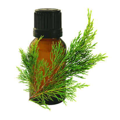 Cypress 10ml - Profound Naturals