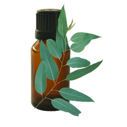 Eucalyptus Blue Gum 10ml - Profound Naturals