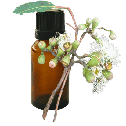 Euca Citriodora 10ml - Profound Naturals