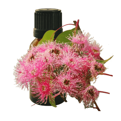 Eucalyptus Kochii 10ml - Profound Naturals