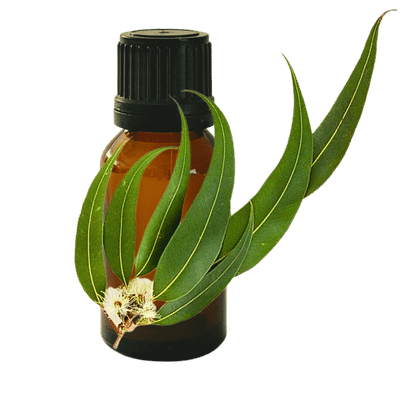 Eucalyptus Radiata 10ml - Profound Naturals