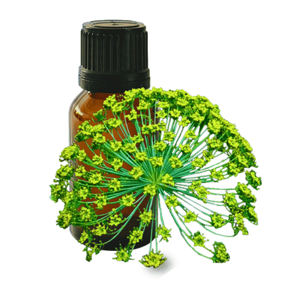Galbanum 10ml - Profound Naturals