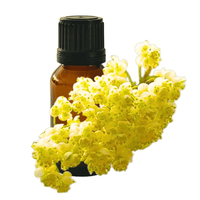 May Chang 10ml - Profound Naturals