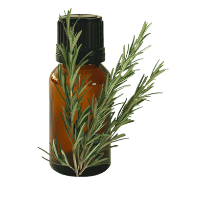 Rosemary (Spanish) 10ml - Profound Naturals