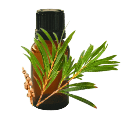 Tea Tree 10ml - Profound Naturals