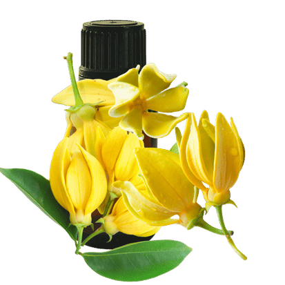 Ylang Ylang Complete 10ml - Profound Naturals